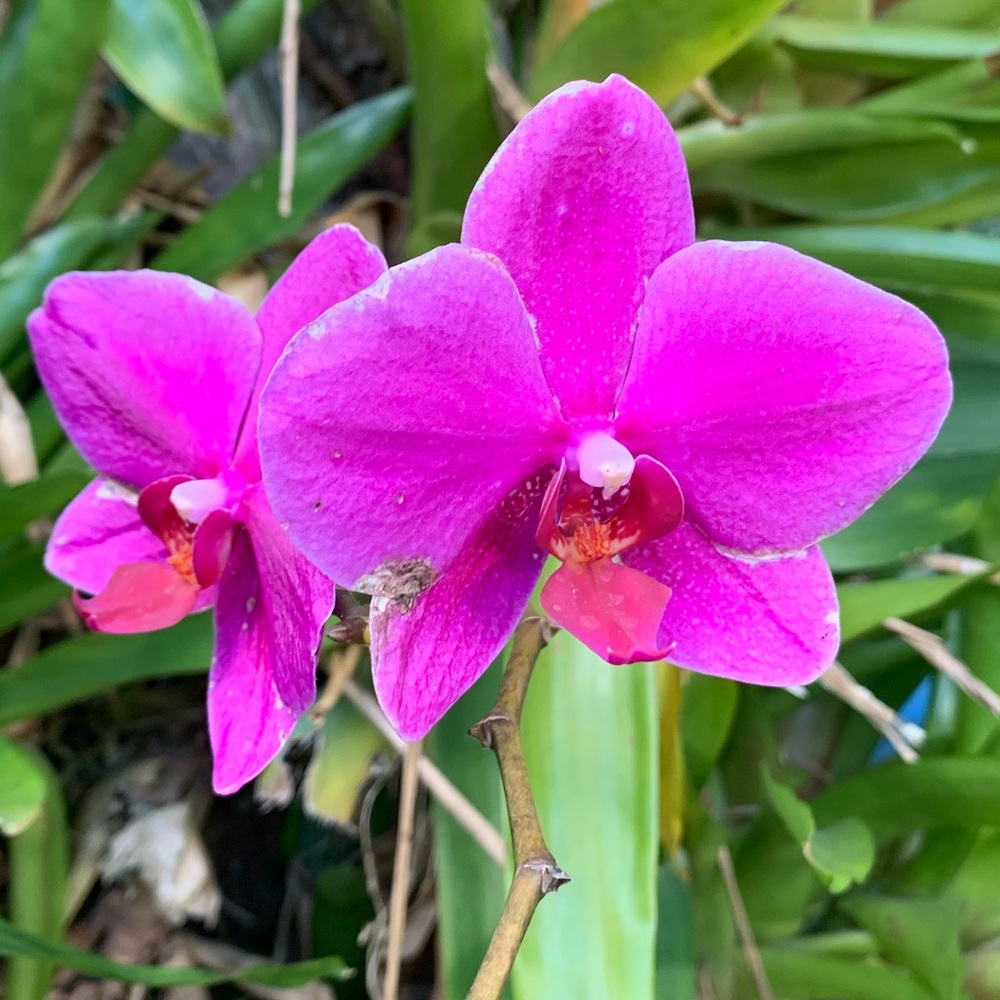 Meet your Posher, BBsModa